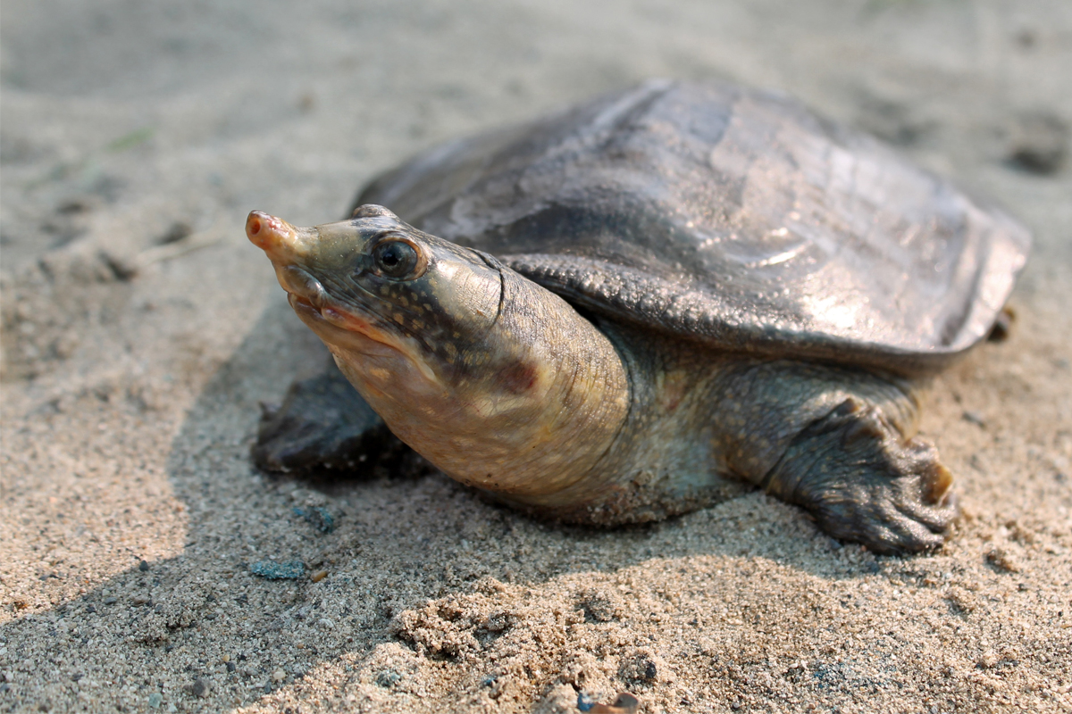 Ganges Softshell Turtle